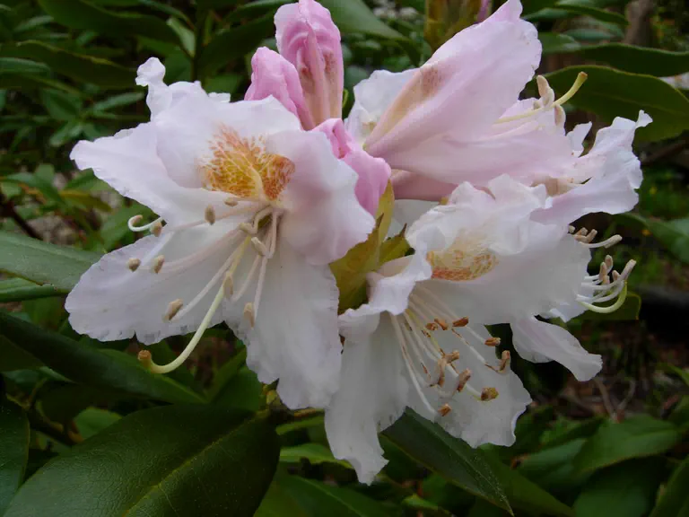 Rhododendron chlorops photo