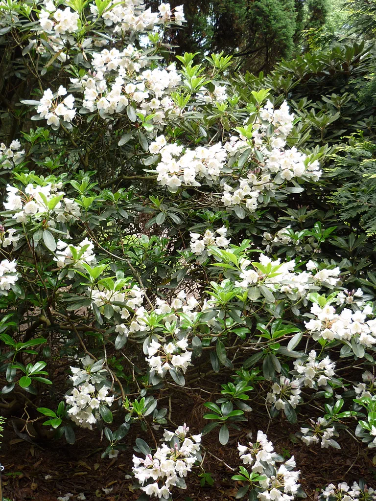 Rhododendron chlorops photo