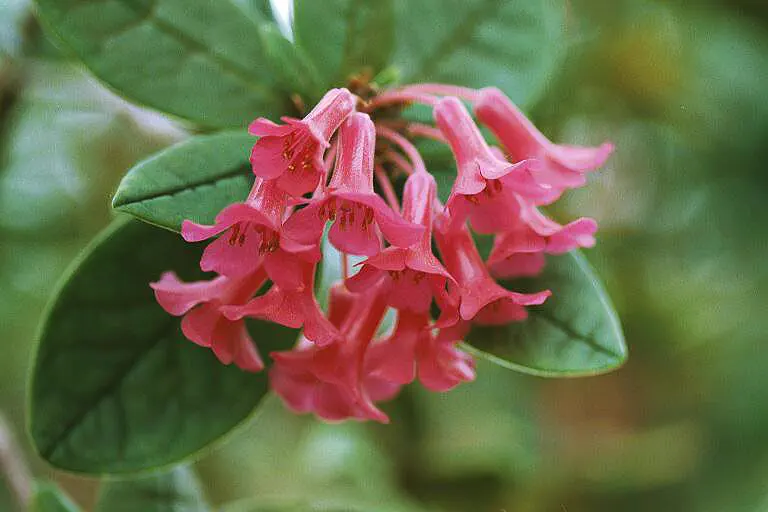 Photo of R. coriifolium, Natural Hybrid