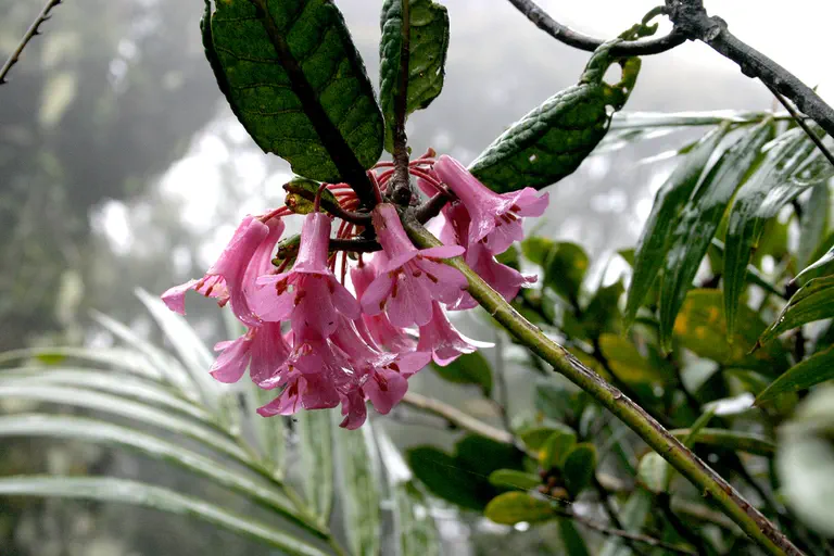 Photo of R. rugosum var rugosum, Species