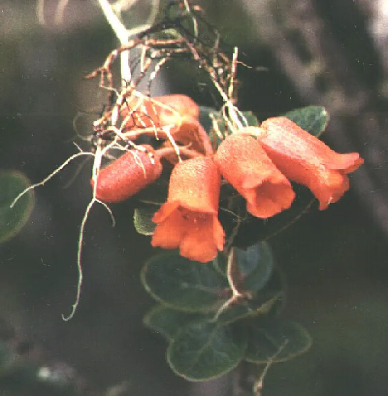 Photo of R. lagunculicarpum, Species
