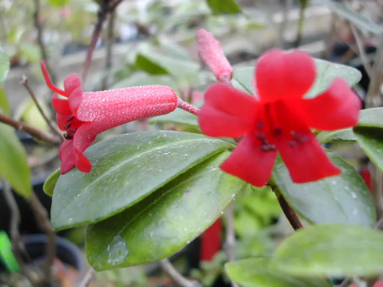 Photo of R. wrightianum var wrightianum, Species