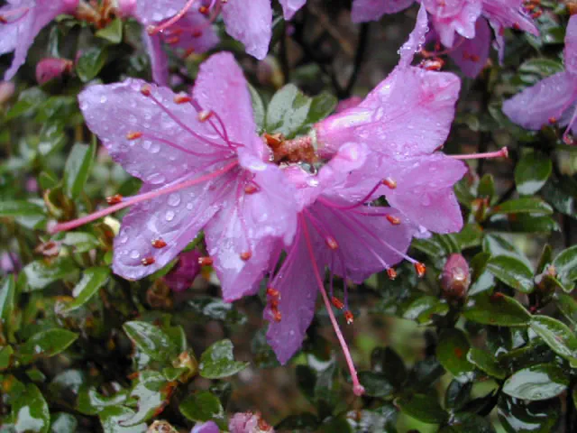 Photo of R. dasypetalum, Species
