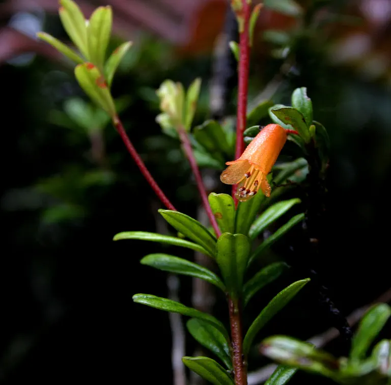 Photo of R. cuneifolium var cuneifolium, Species