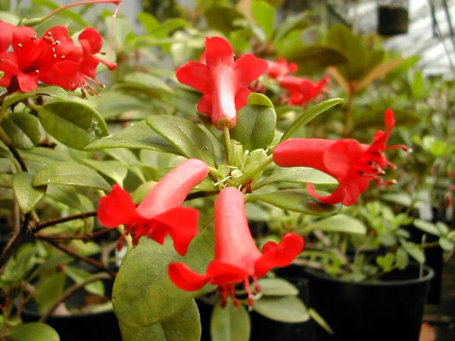 Photo of R. culminicola var culminicola, Species