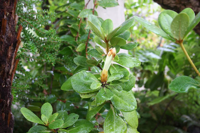 Photo of R. cruttwellii, Species