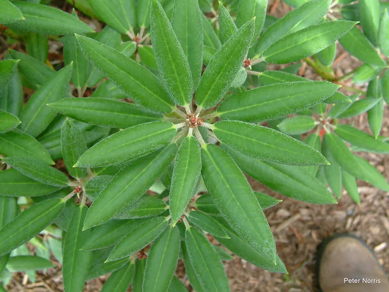 Photo of R. kesselringii, Natural Hybrid