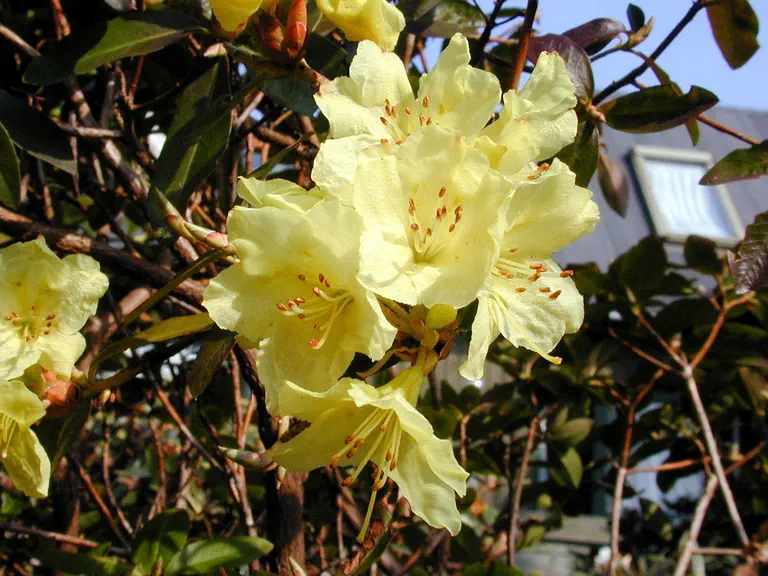 Photo of R. wongii, Species