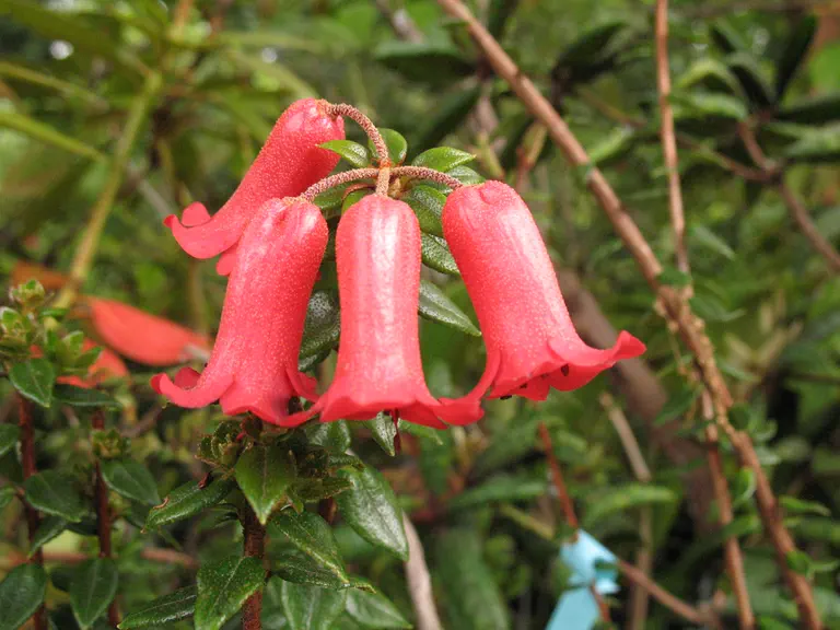 Photo of R. womersleyi, Species