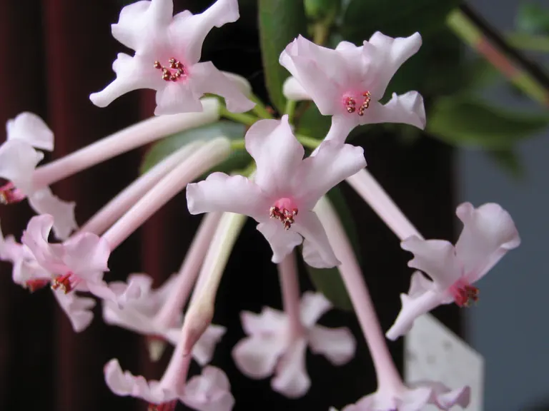 Photo of R. jasminiflorum ssp jasminiflorum, Species