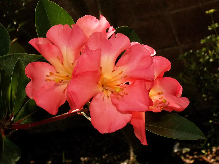 Photo of R. javanicum ssp kinabaluense, Species
