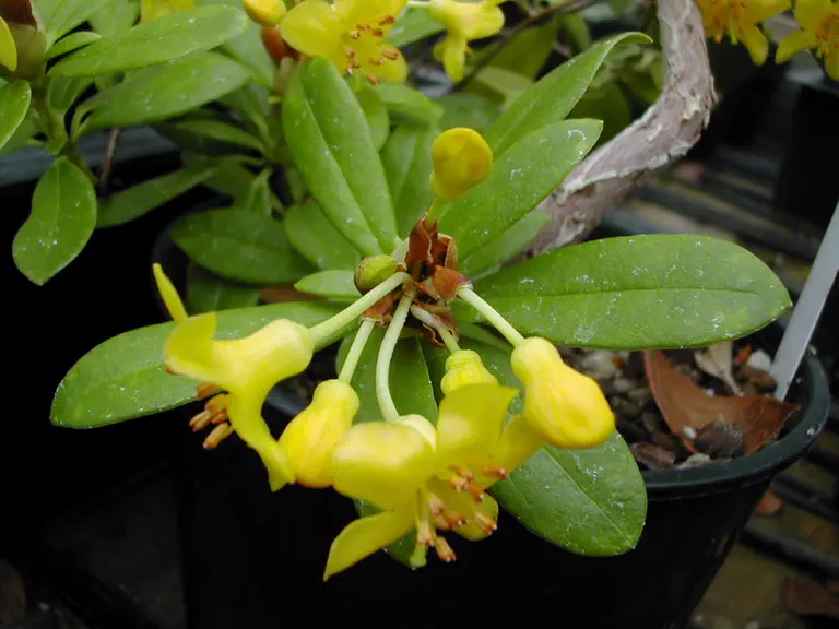 Photo of R. kawakamii, Species