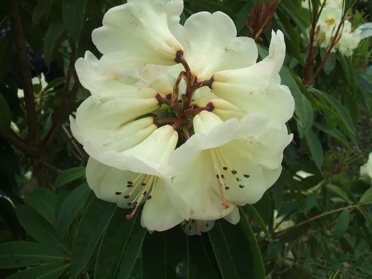 Photo of R. ningyuenense, Species