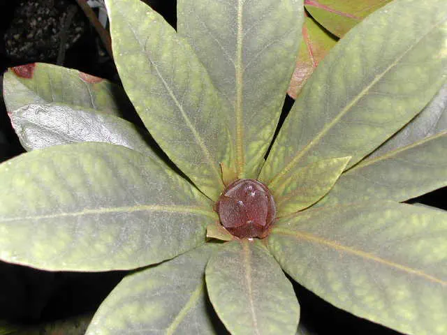 Photo of R. leucogigas, Species