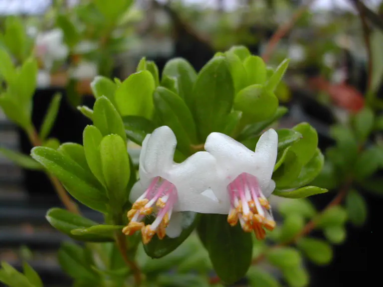 Photo of R. vaccinioides, Species