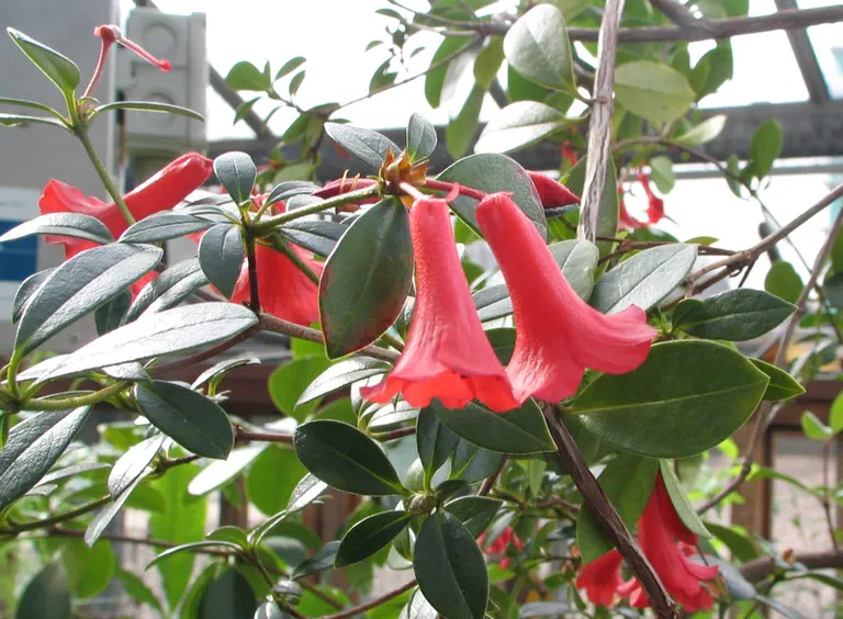Photo of R. viriosum, Species