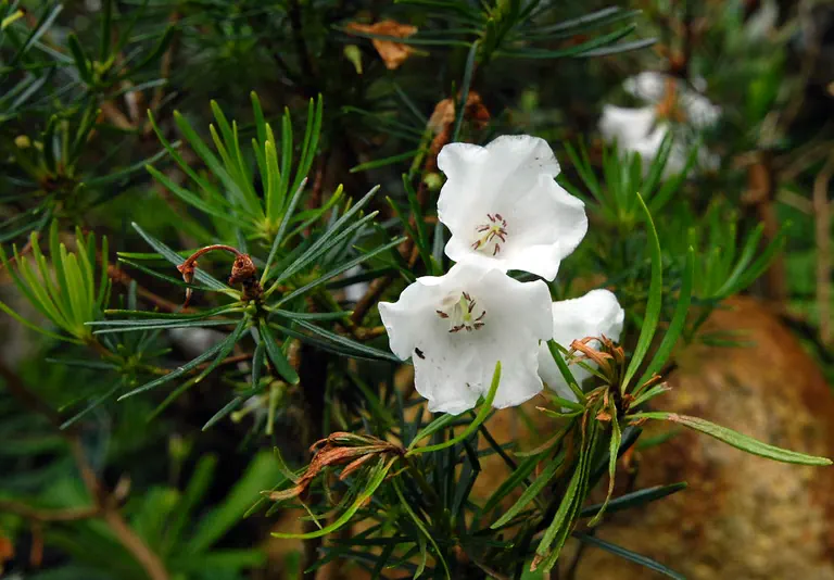 Photo of R. taxifolium, Species