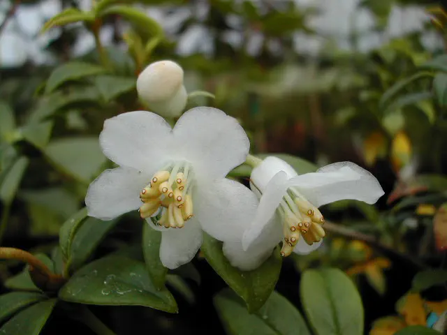 Photo of R. santapaui, Species