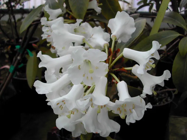 Photo of R. williamsii, Species