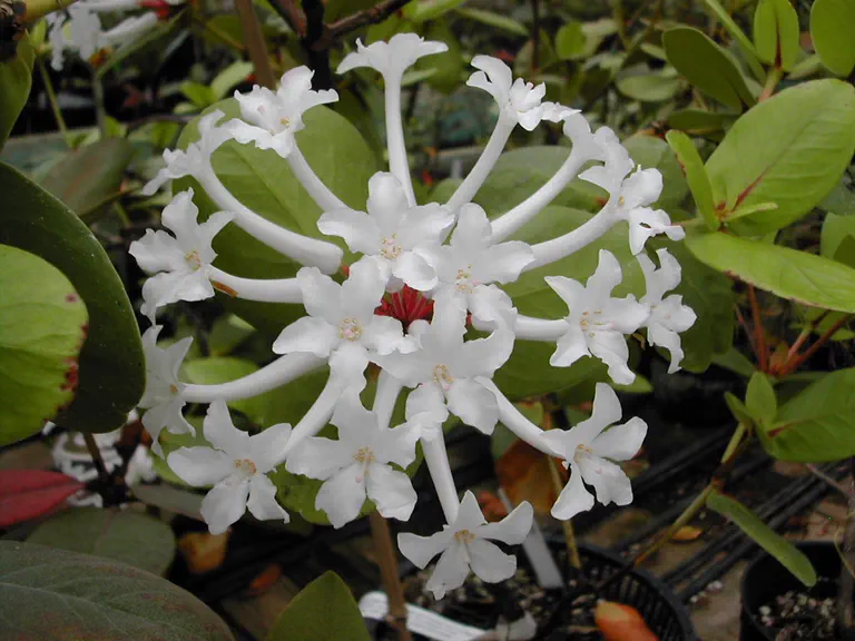 Photo of R. suaveolens f suaveolens, Species