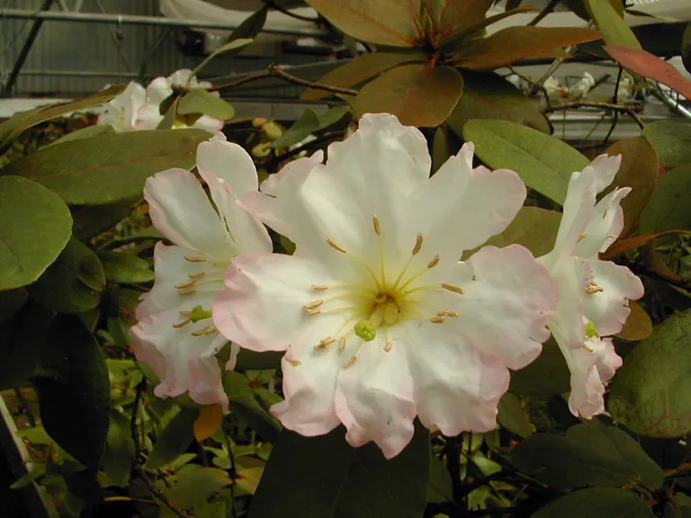 Photo of R. superbum ssp superbum, Species