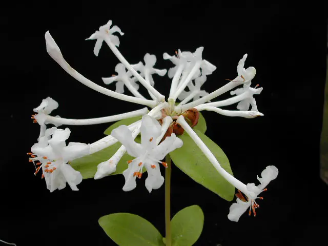 Photo of R. radians var radians, Species