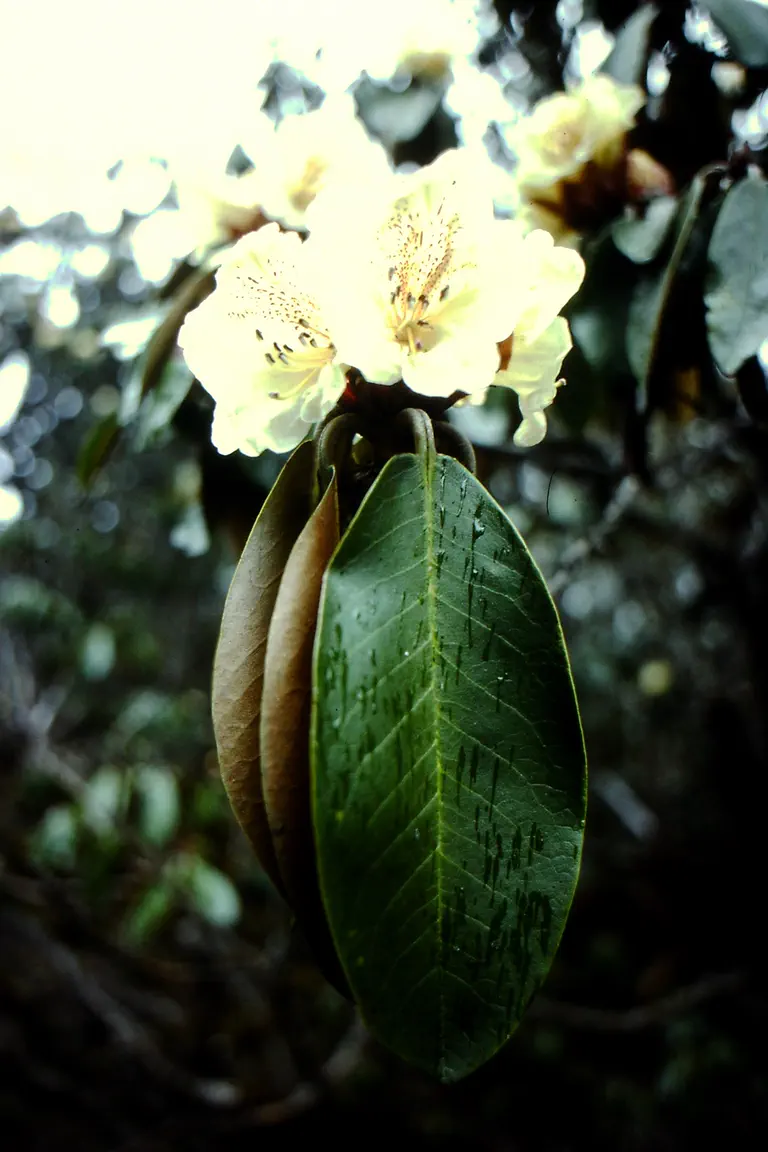 Photo of R. wightii, Species