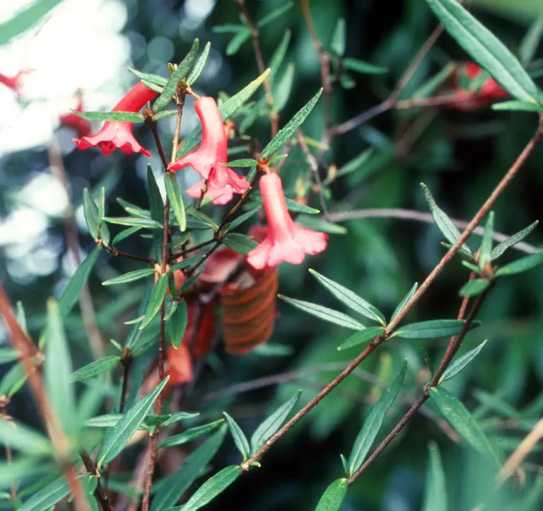 Photo of R. rarum, Species