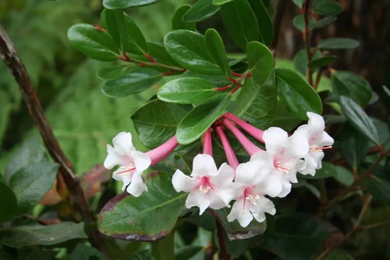 Photo of R. rhodoleucum, Species