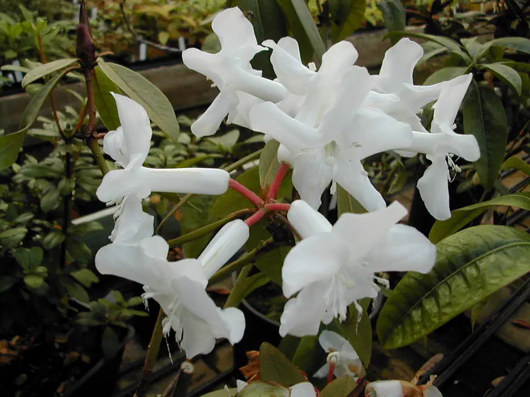 Photo of R. rhodopus, Species