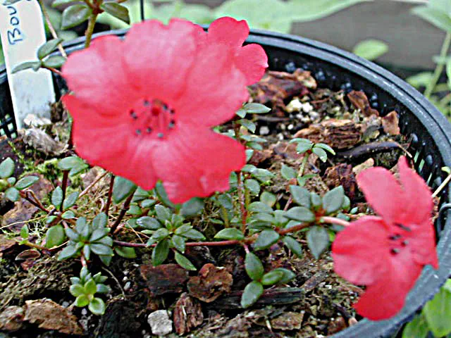 Photo of R. rubineiflorum, Species
