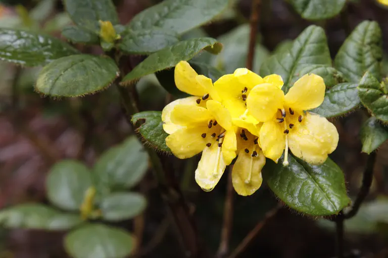 Photo of R. valentinianum var oblongifolium, Species