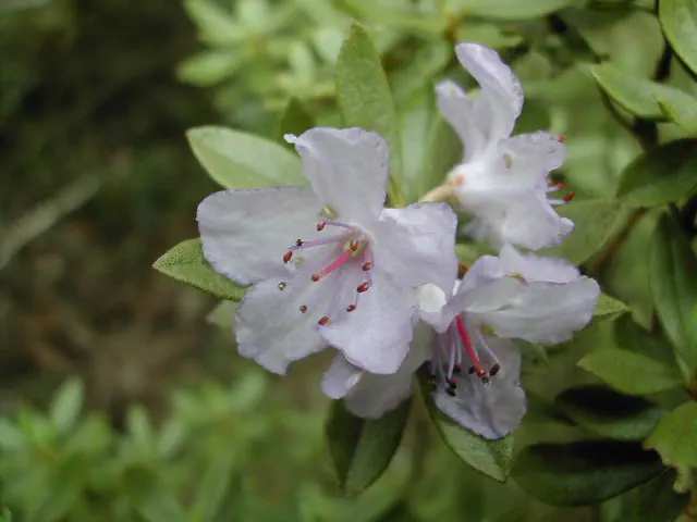 Photo of R. websteranum var websteranum, Species