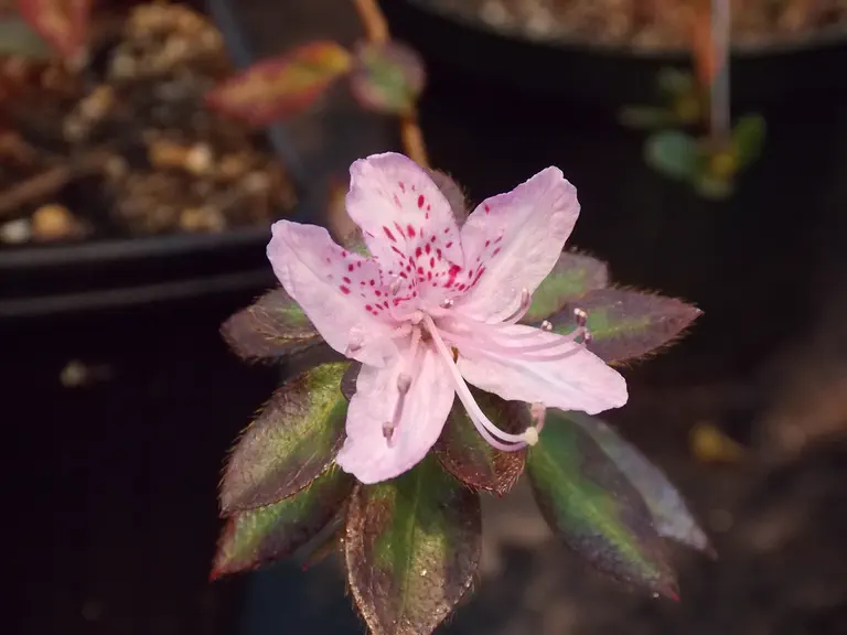 Rhododendron rufohirtum photo