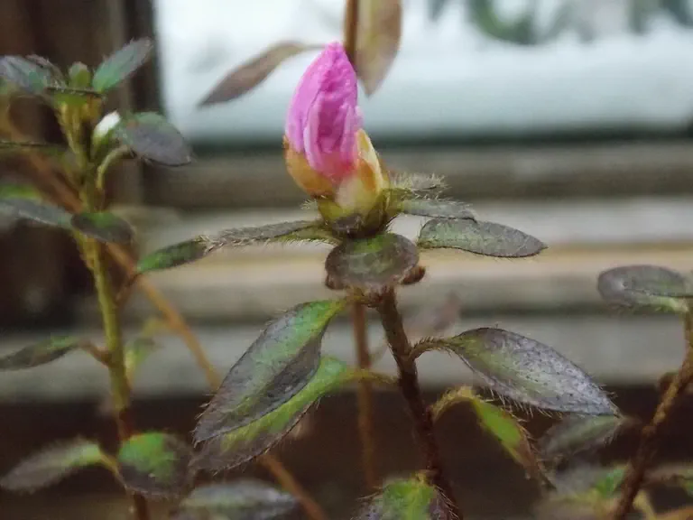 Rhododendron rufohirtum photo