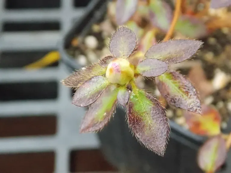 Rhododendron rufohirtum photo