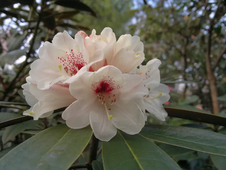 Photo of R. wasonii var wenchuanense, Species