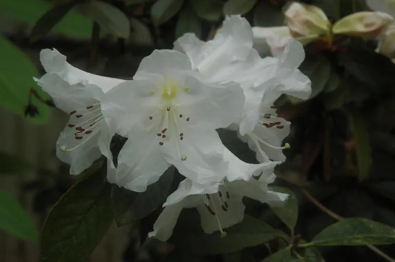 Photo of R. taronense, Species