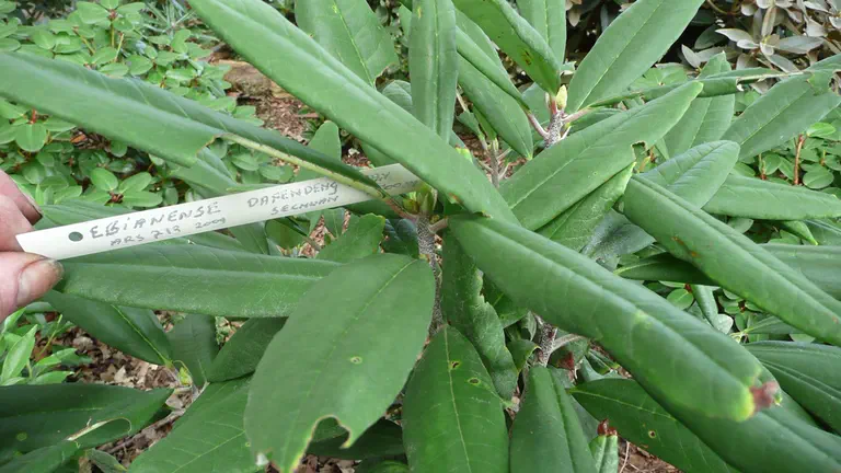 Photo of R. ebianense, Species