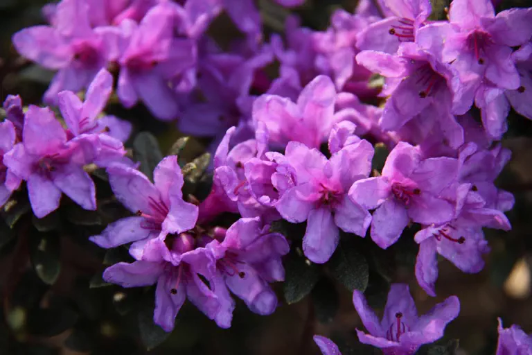 Photo of R. edgarianum, Species