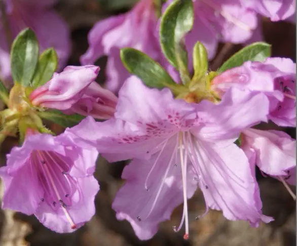 Photo of R. poukhanense f acutifolium, Natural Hybrid