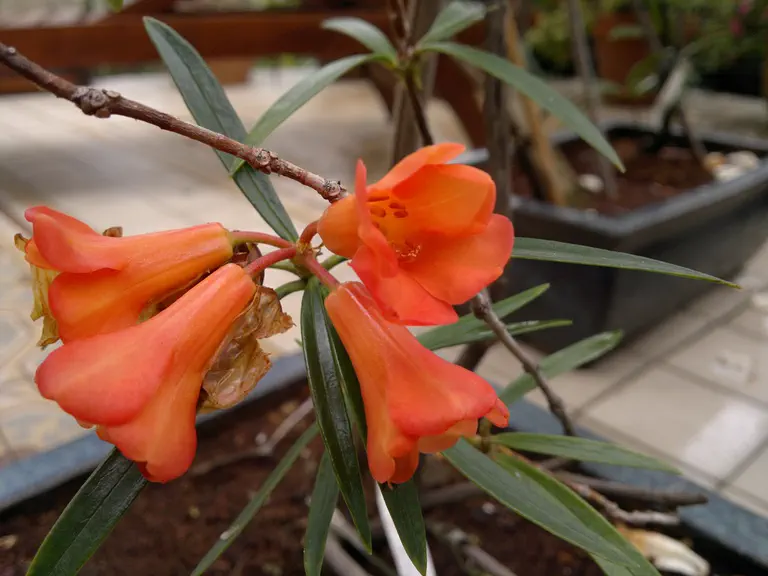 Photo of R. nervulosum, Species