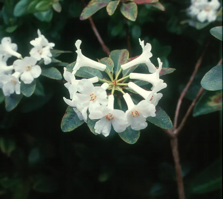 Photo of R. mindanaense, Species