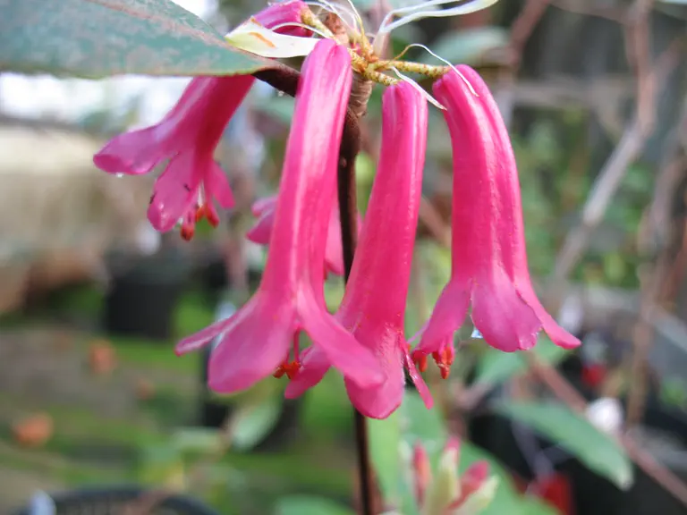 Photo of R. malayanum var malayanum f malayanum, Species