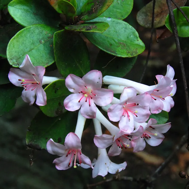 Photo of R. loranthiflorum ssp loranthiflorum, Species