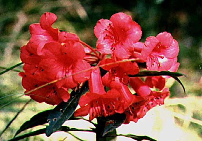 Photo of R. leptobrachion, Species