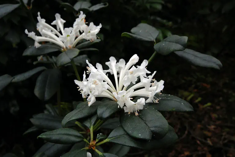 Photo of R. inundatum, Species