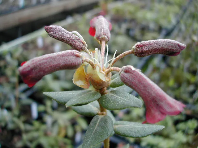 Photo of R. inconspicuum, Species