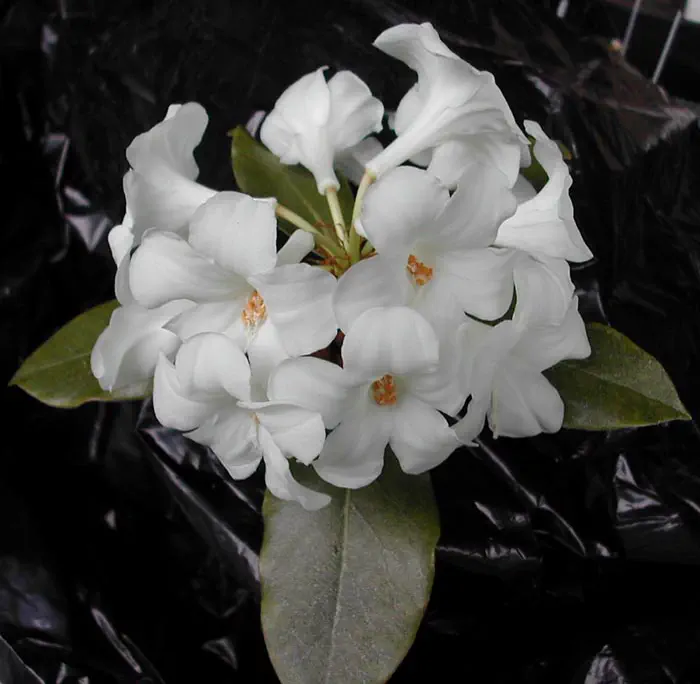 Photo of R. impositum, Species