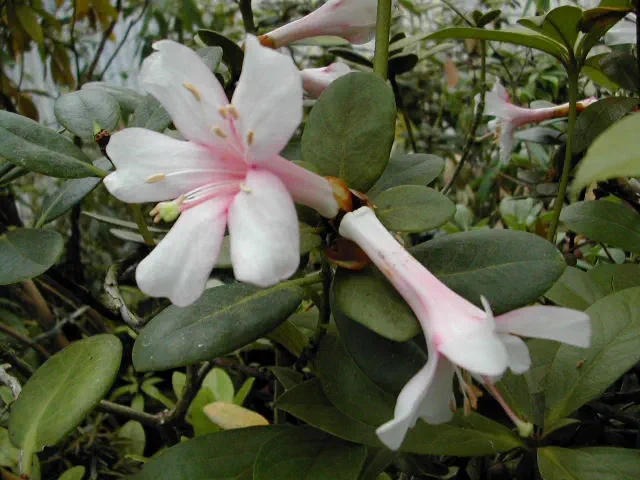 Photo of R. hyacinthosmum, Species